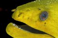 BA Green Moray